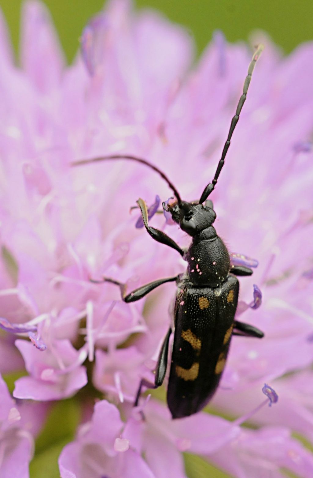 Anoplodera sexguttata