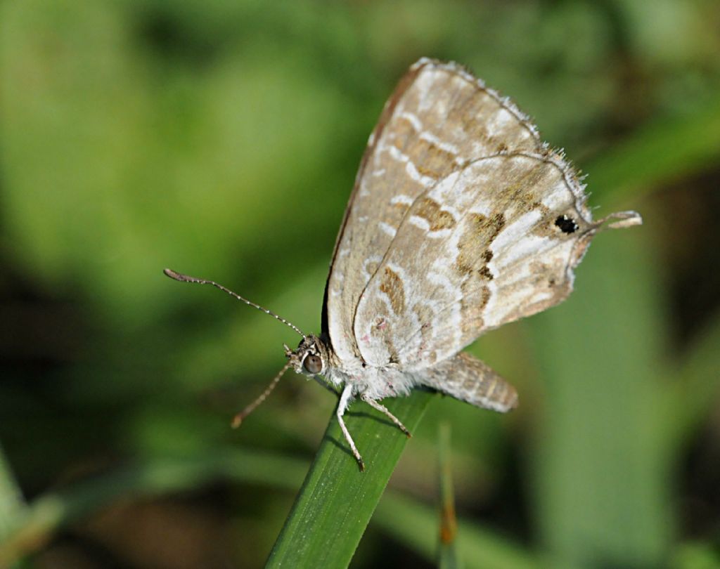 Cacyreus marshalli? - Si