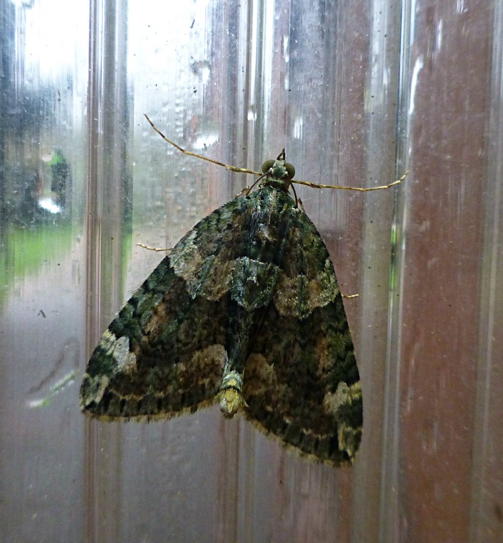 Lepidottero da identificare