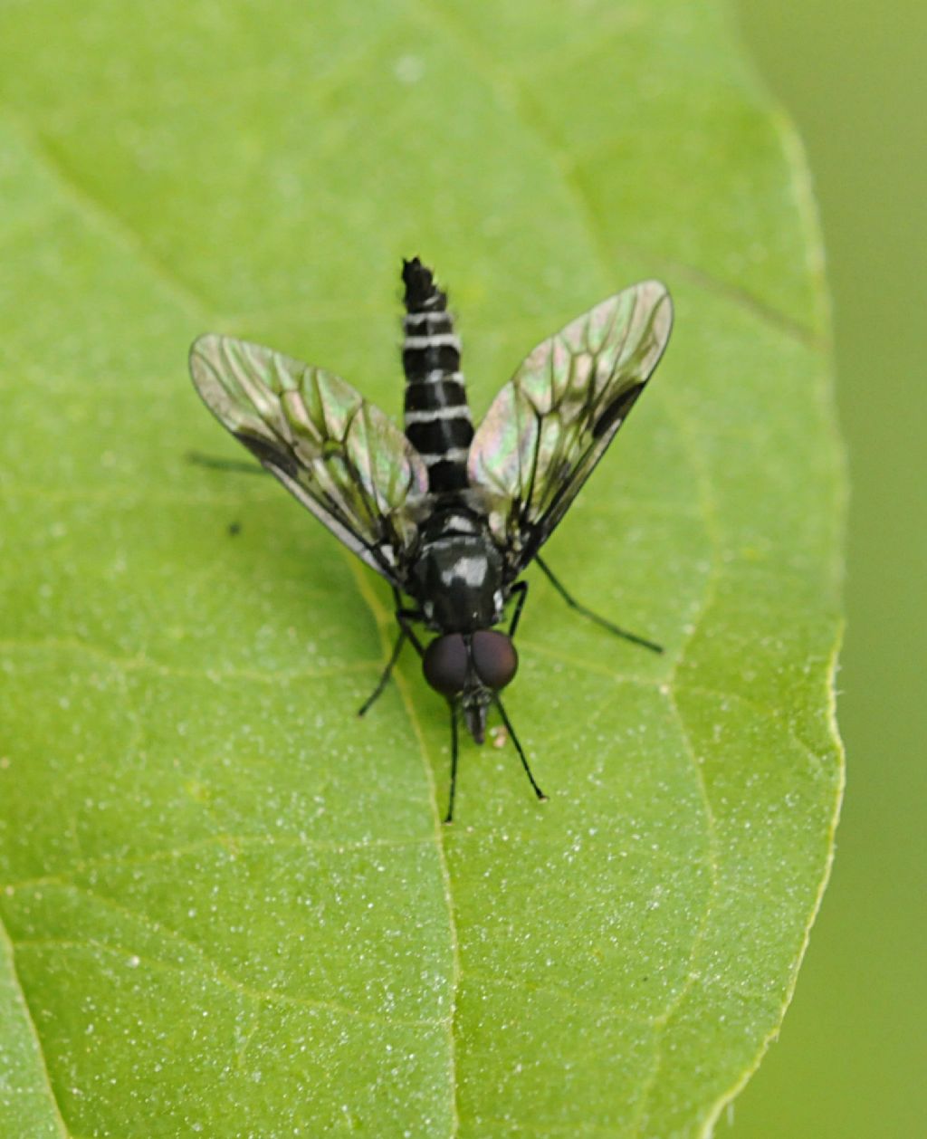 Athericidae:   Ibisia marginata