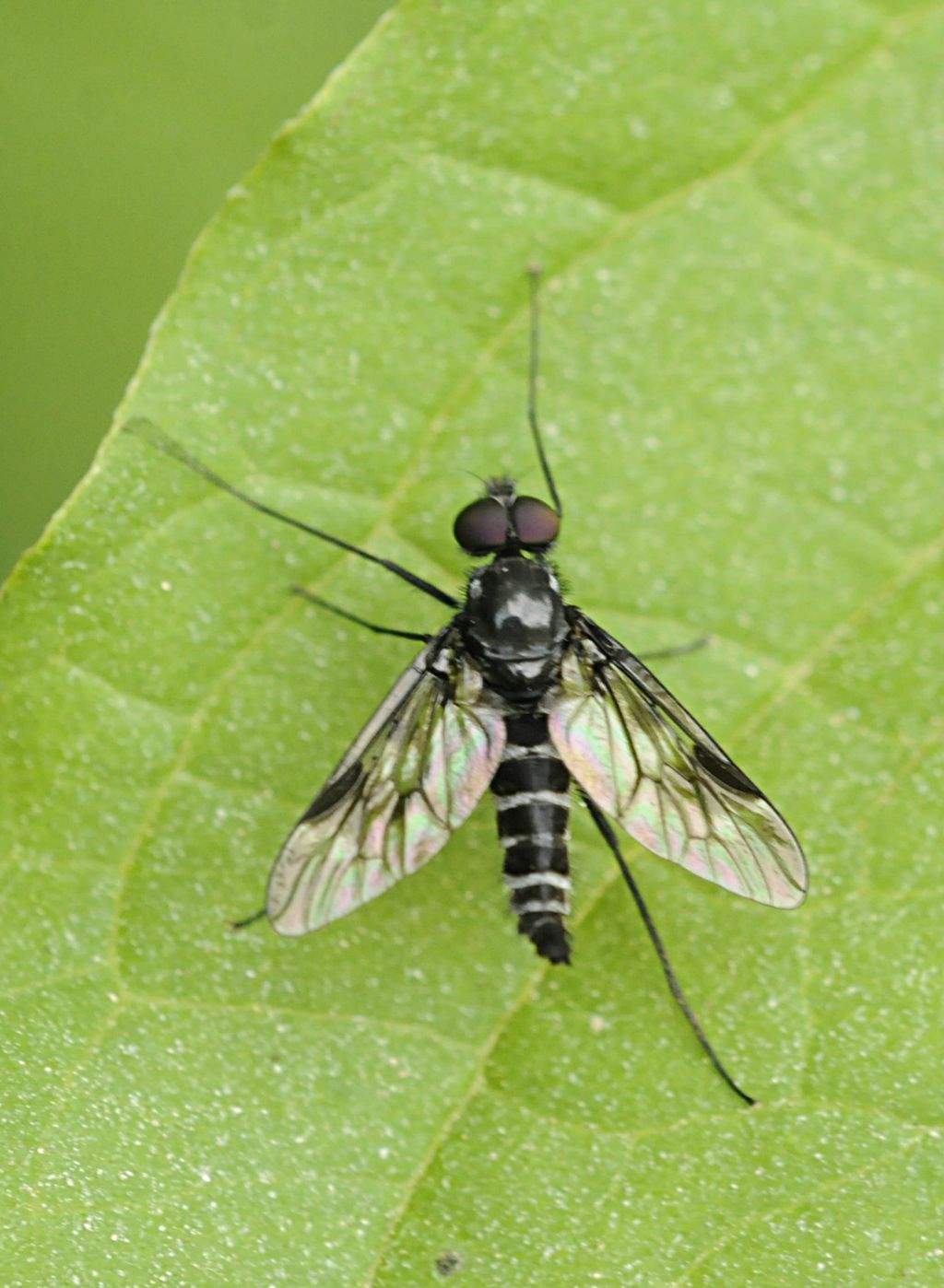 Athericidae:   Ibisia marginata