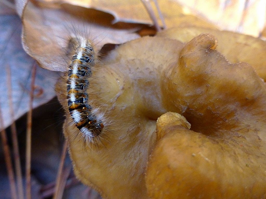 Identificazione bruco - Lasiocampa (Lasiocampa) quercus