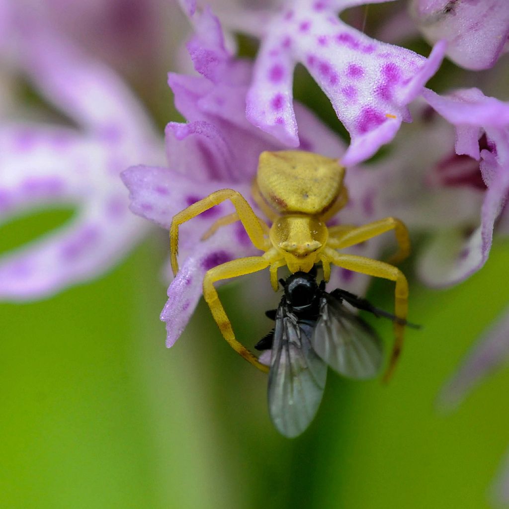 Thomisus onustus con dittero - Bagnasco (CN)