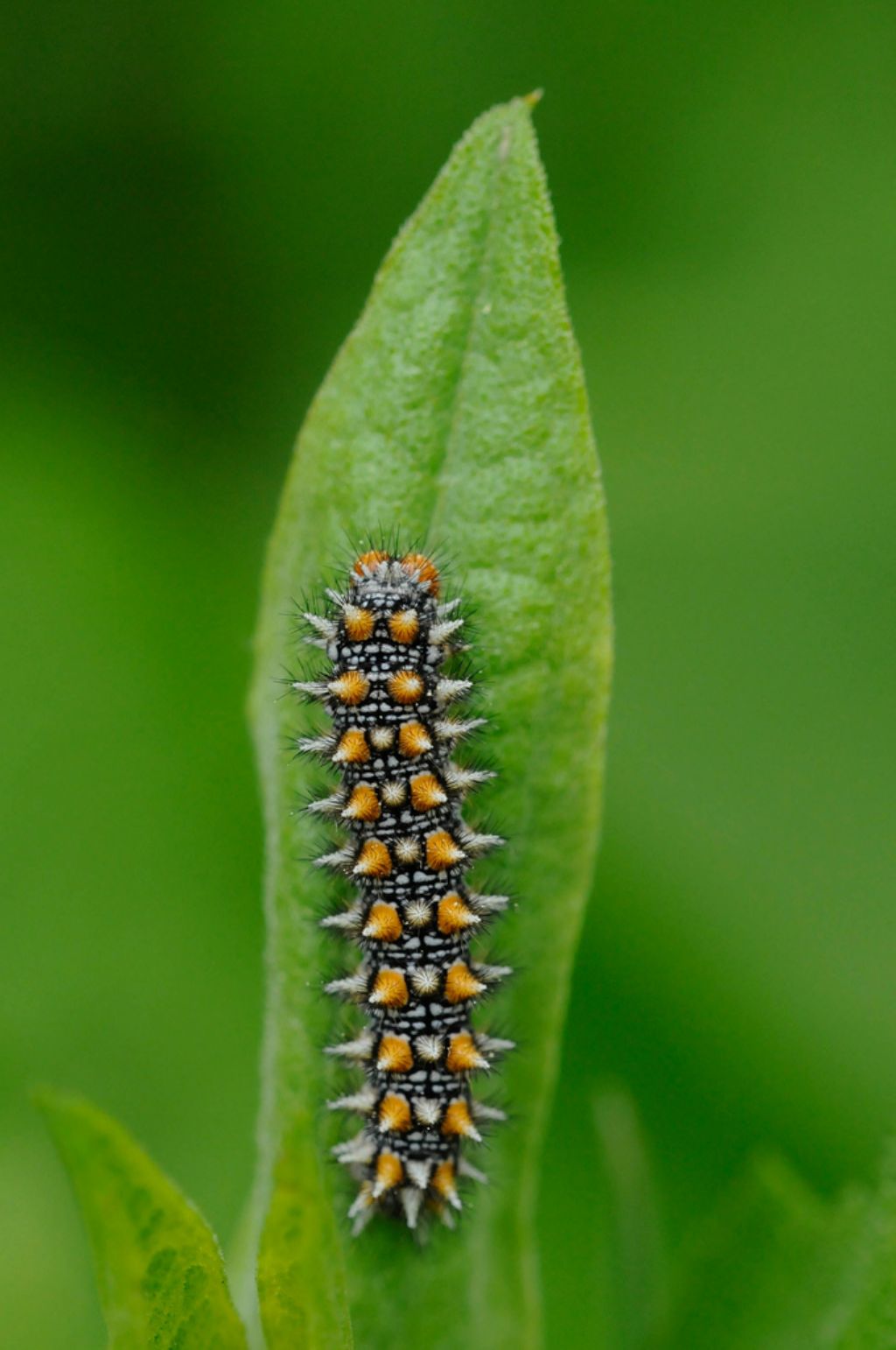 Bruchi di Melitaea didyma?
