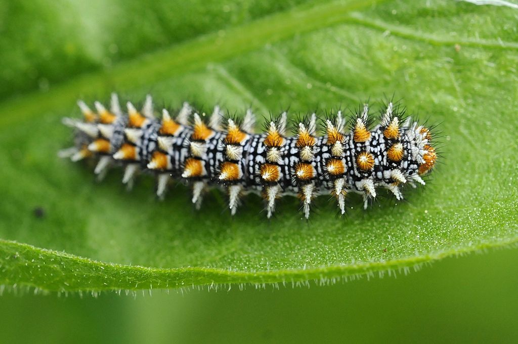 Bruchi di Melitaea didyma?
