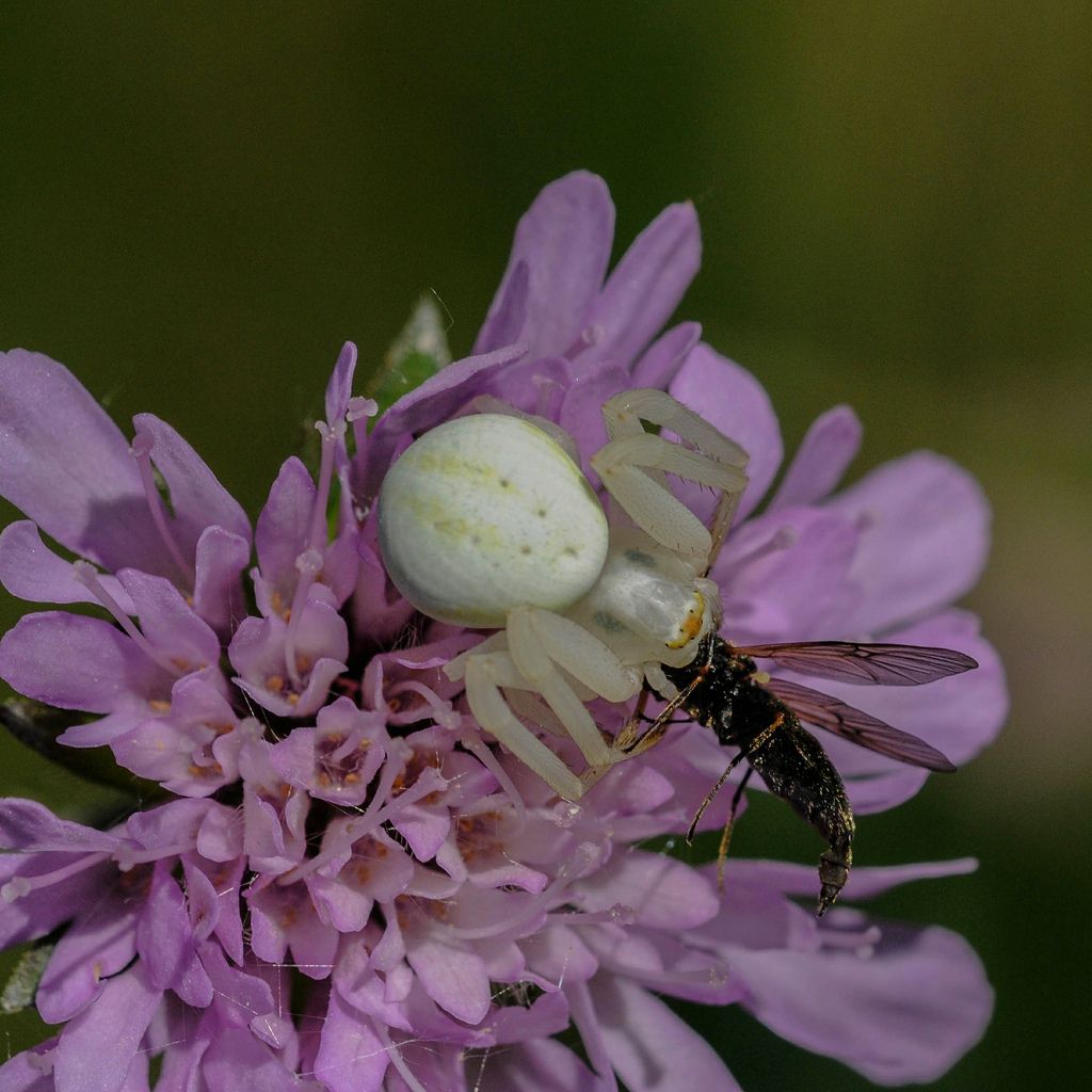 femmina di Misumena vatia con preda - Cigli (CN)