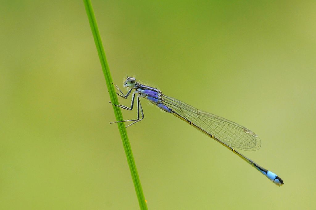 Ischnura elegans, femmina f. violacea?