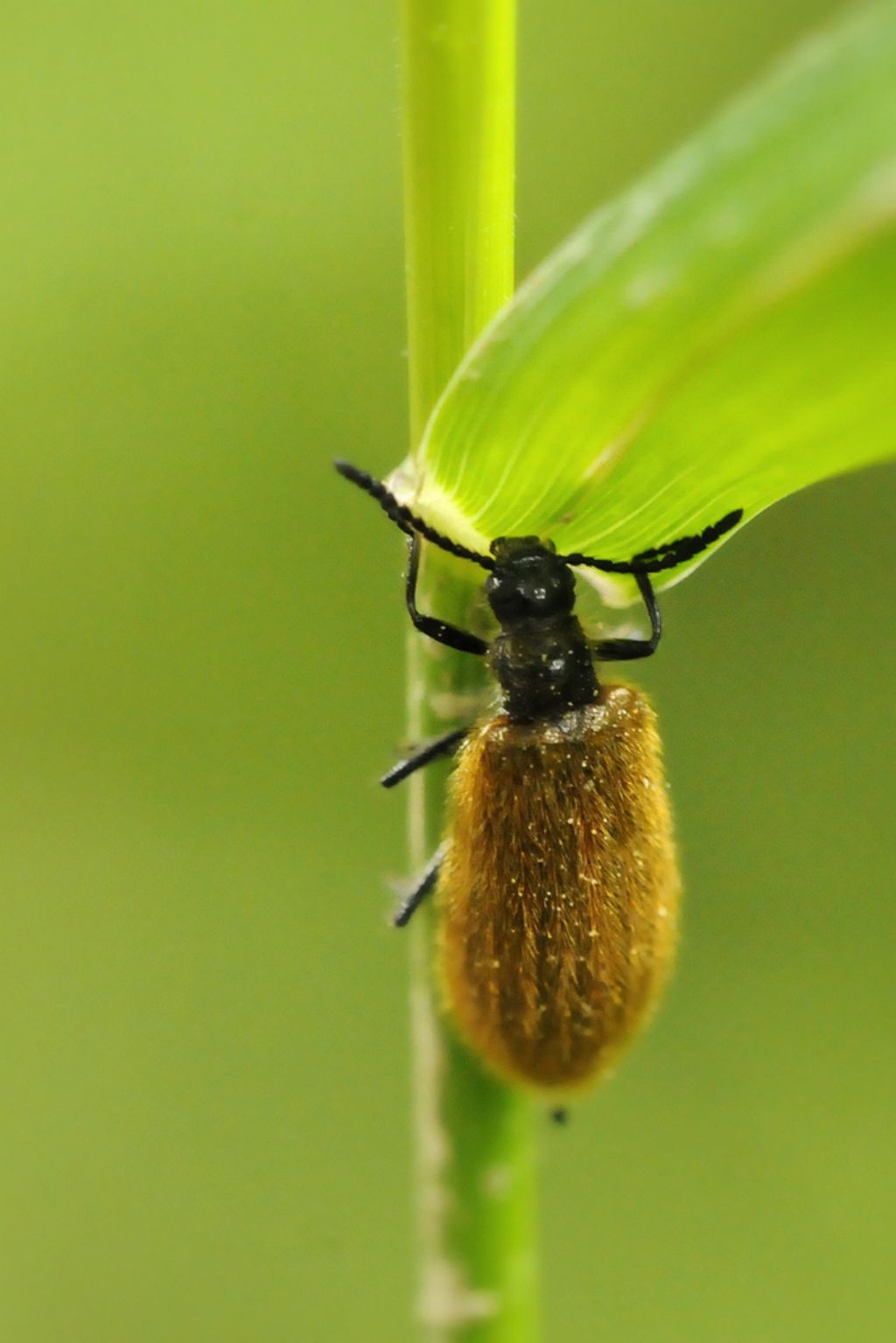 Da identificare: Lagria hirta
