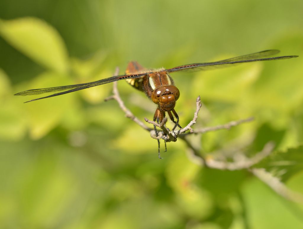 Femmina di Libellula depressa?