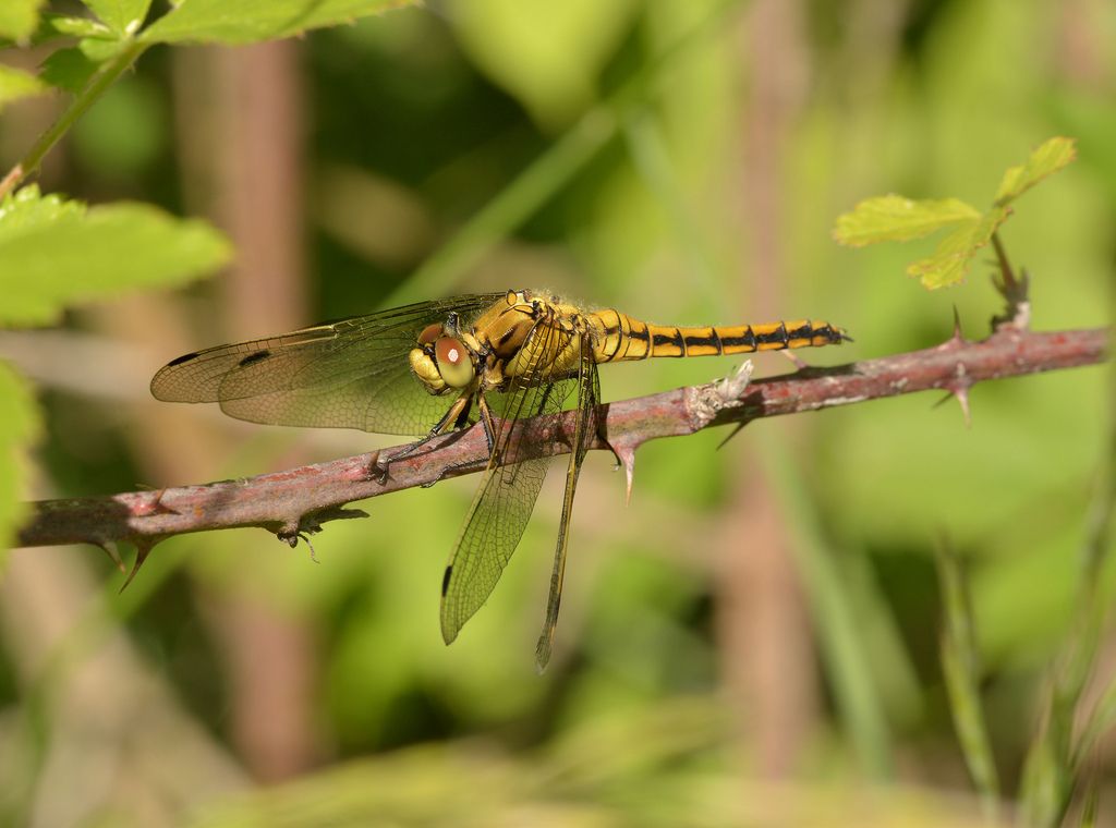 Femmina di Orthetrum cancellatum?