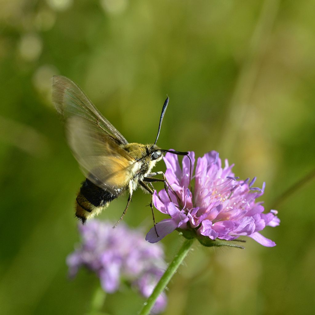 Hemaris tityus?