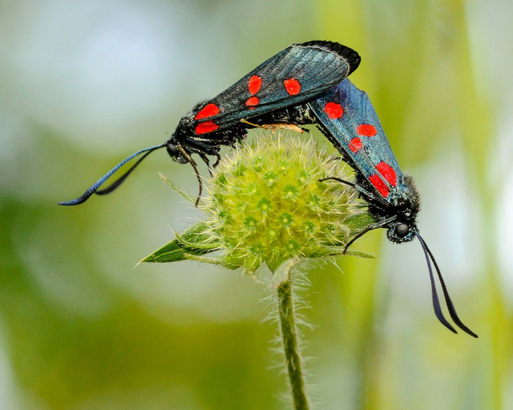 Quali Zygaena?