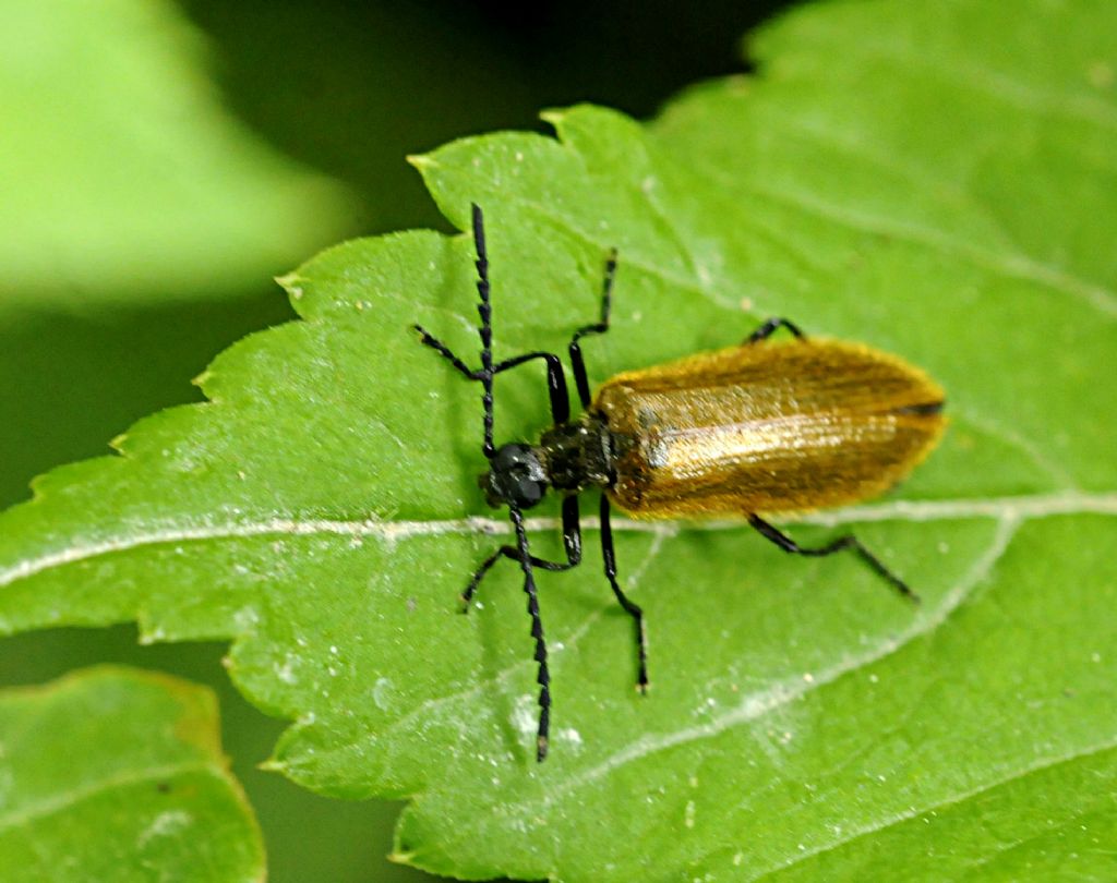 Da identificare: Lagria hirta