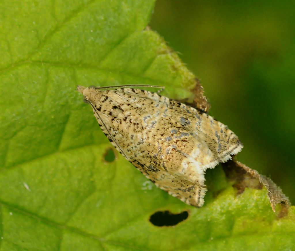 Altro Lepidottero da identificare