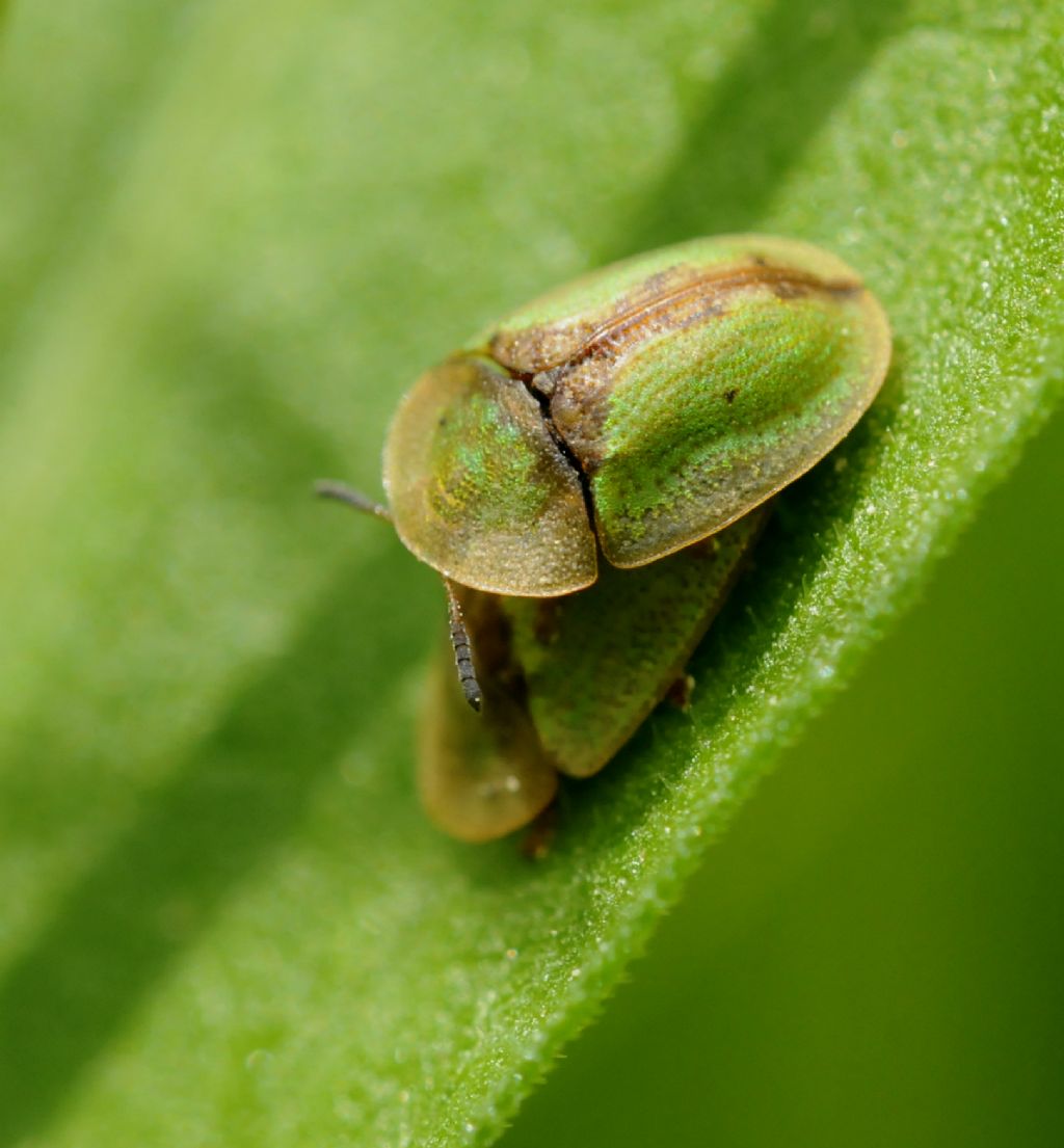 Da daterminare: Cassida sp.