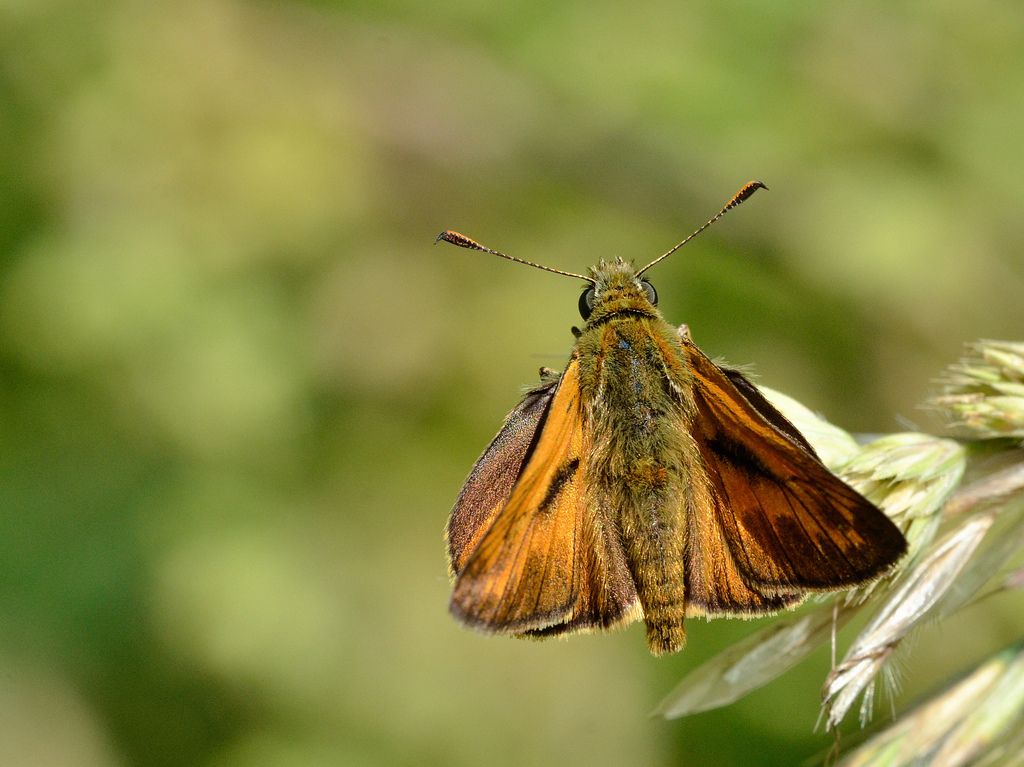 Ochlodes sylvanus?