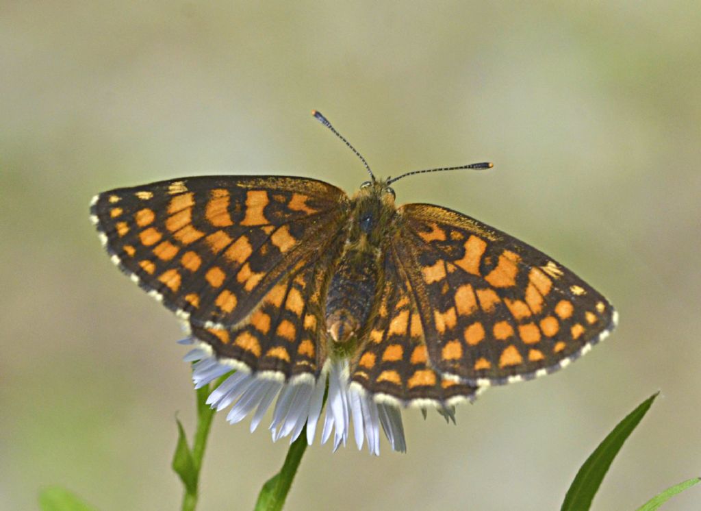 Quale Melitaea?