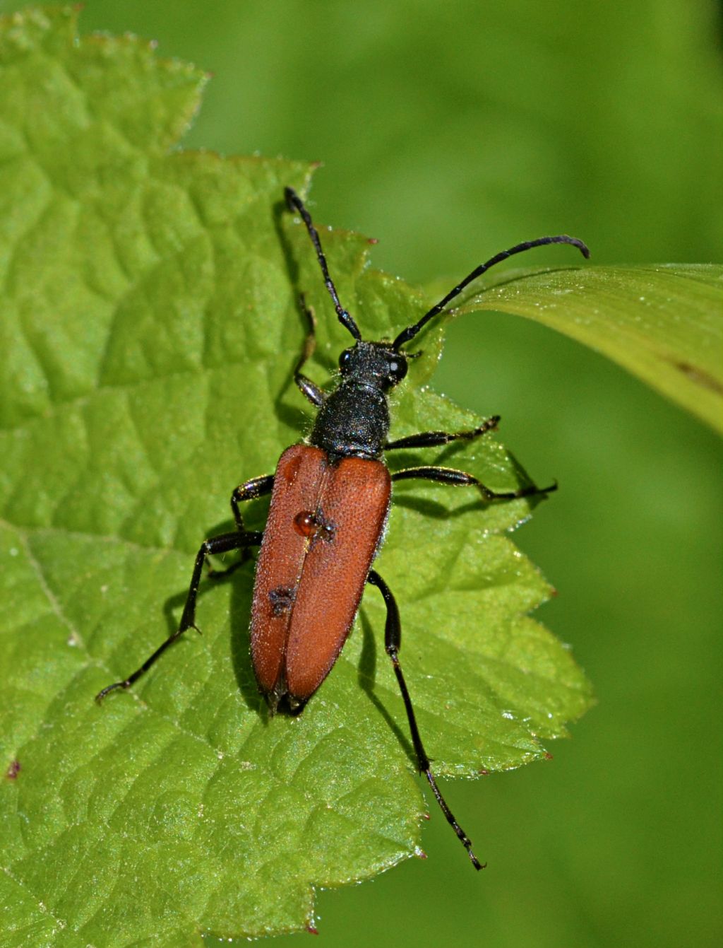 Coleottero da identificare: Anastrangalia sanguinolenta