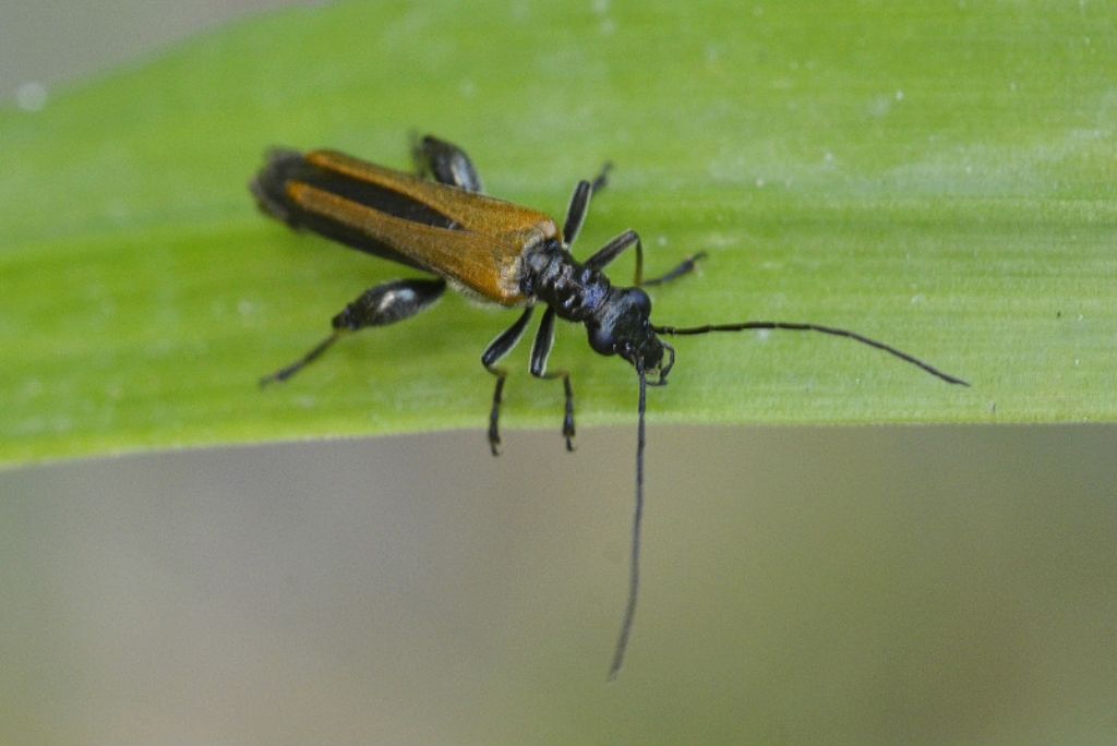 Oedemeridae? Quale? - Oedemera femorata