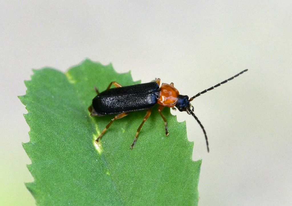 Cantharidae da determinare