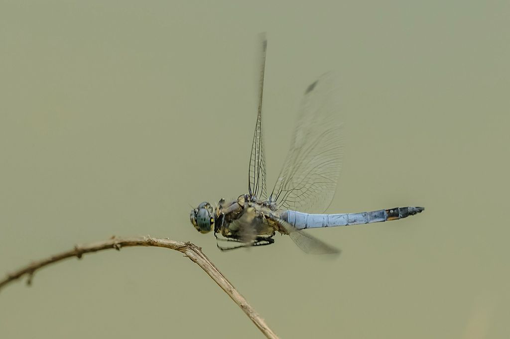Orthetrum cancellatum?