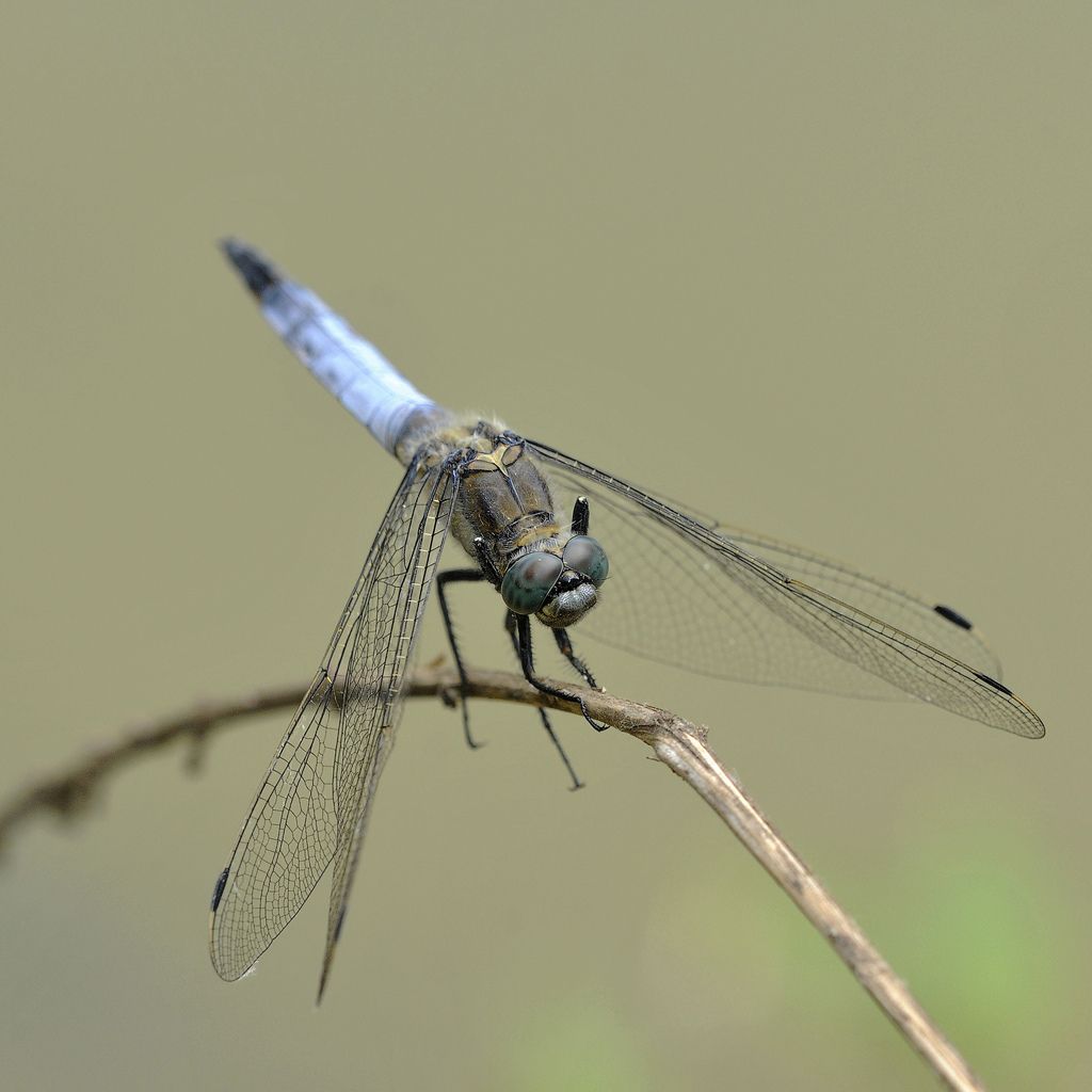 Orthetrum cancellatum?