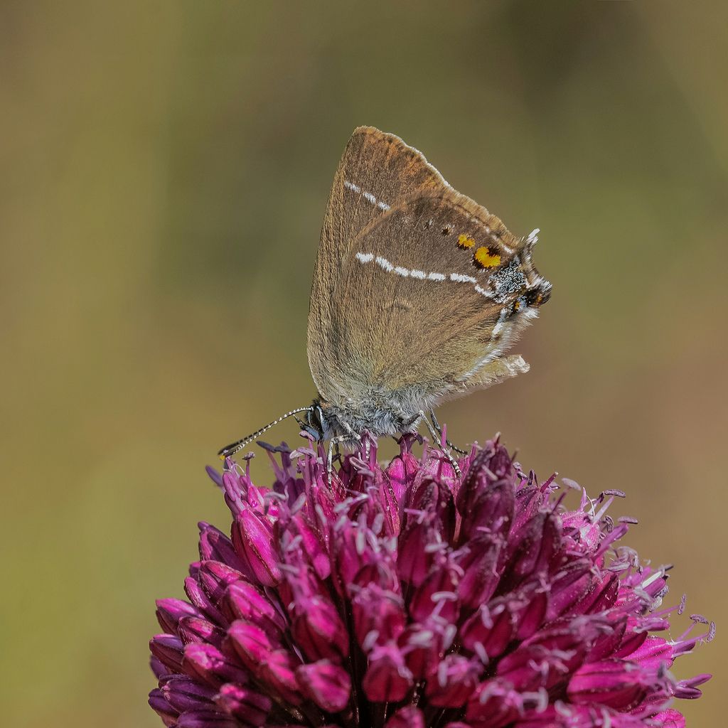 Satyrium spini?