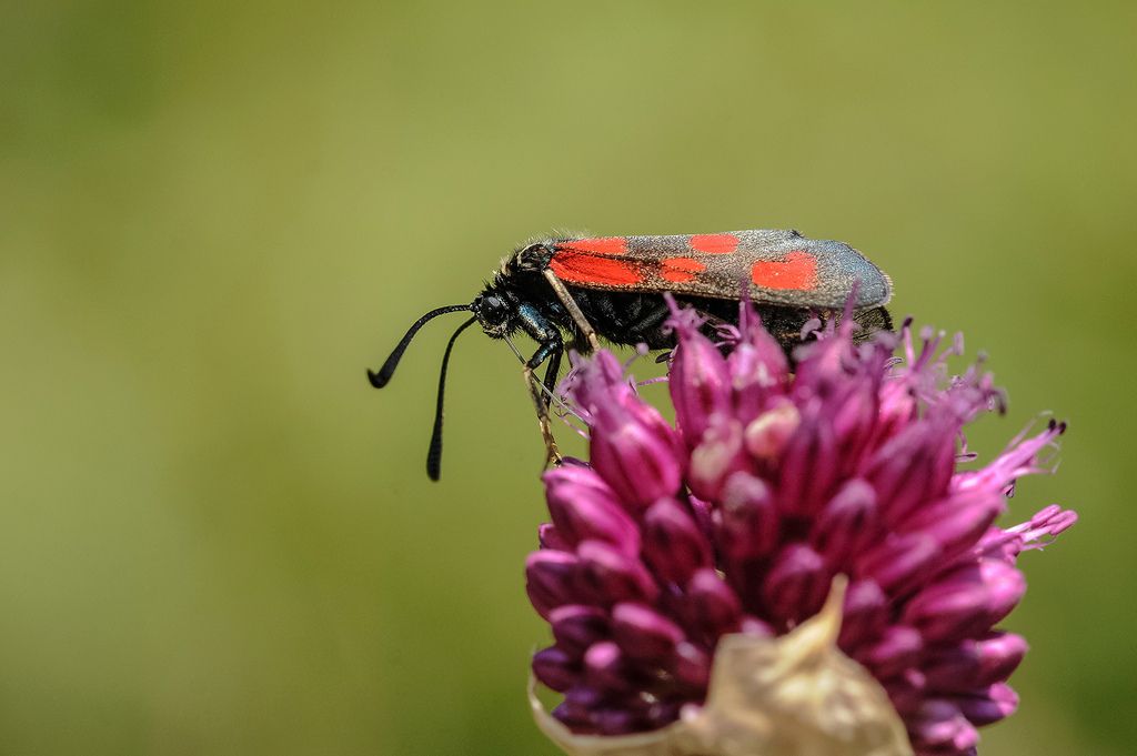 Zygaena loti? - Si