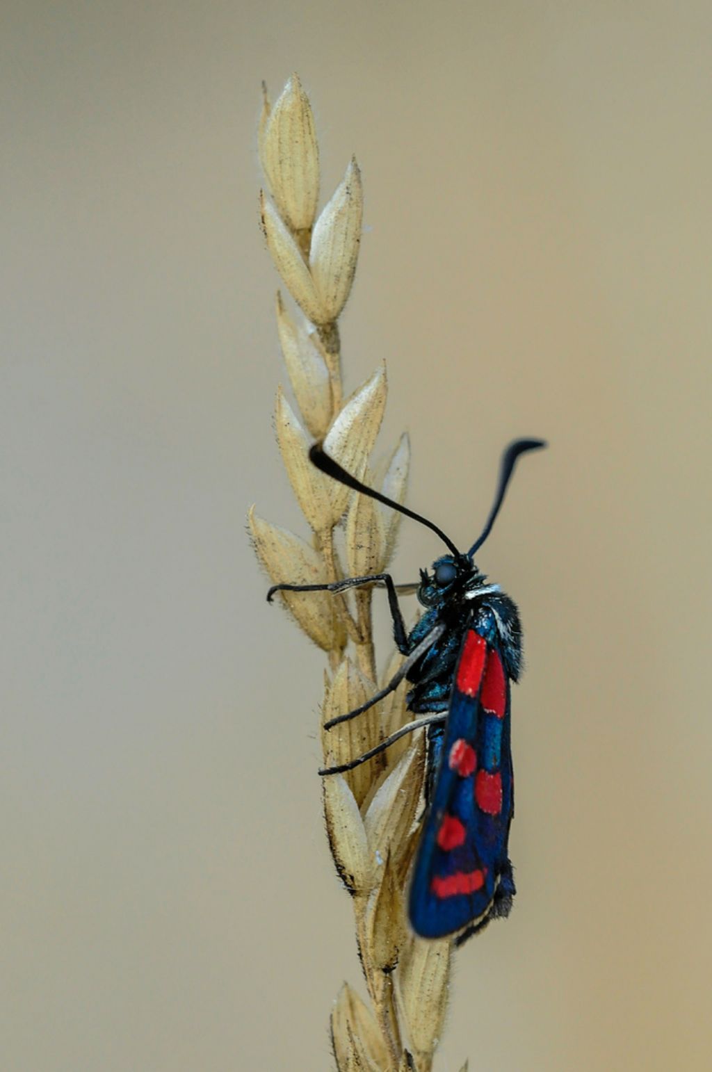 Zygaena carniolica? - S