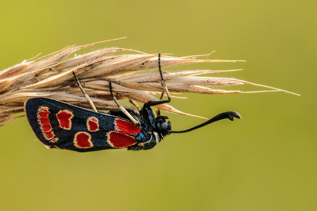 Zygaena carniolica? - S