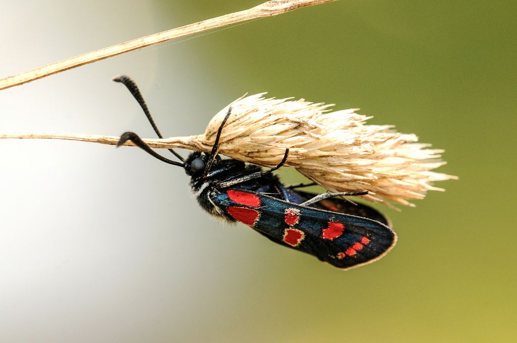 Zygaena carniolica? - S