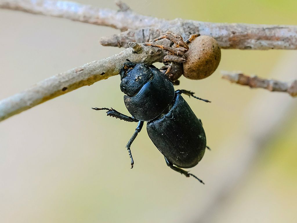 Xysticus sp. preda Dorcus parallelepipedus - Bagnasco (CN)
