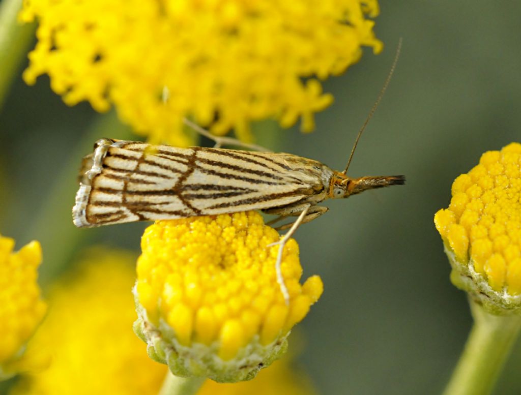 Lepidottero da identificare