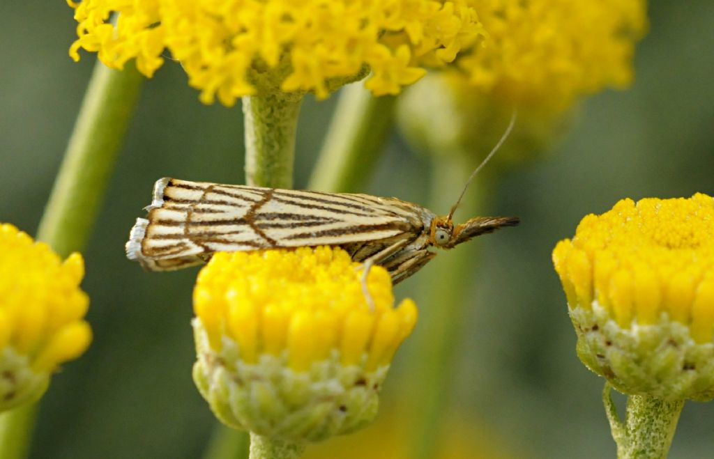 Lepidottero da identificare