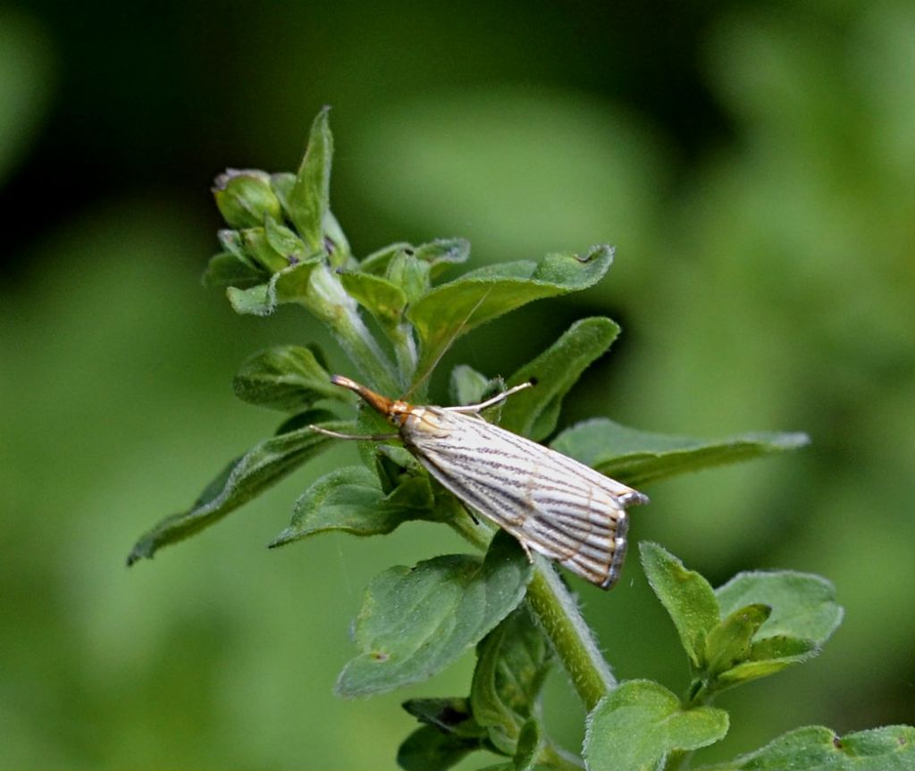 Lepidottero da identificare