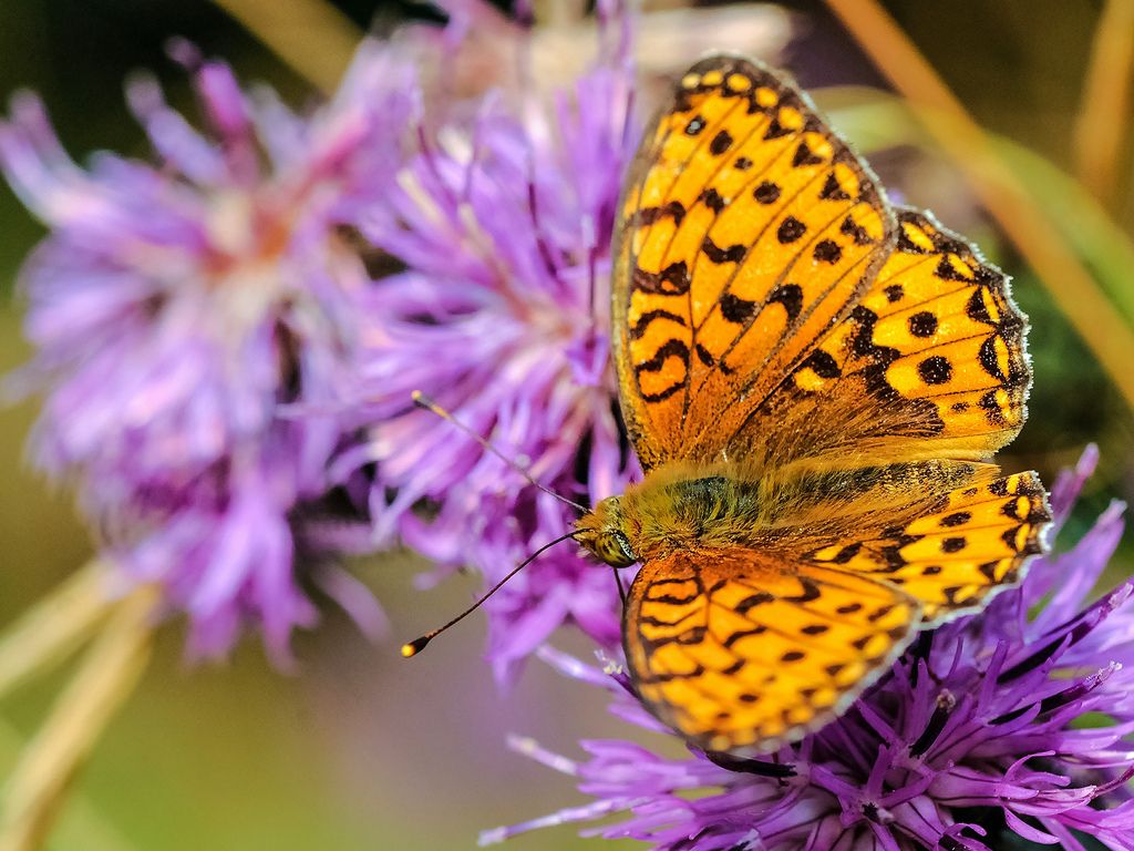 Arancioni da identificare