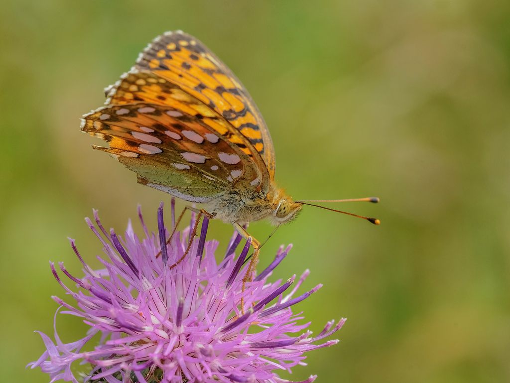 Arancioni da identificare