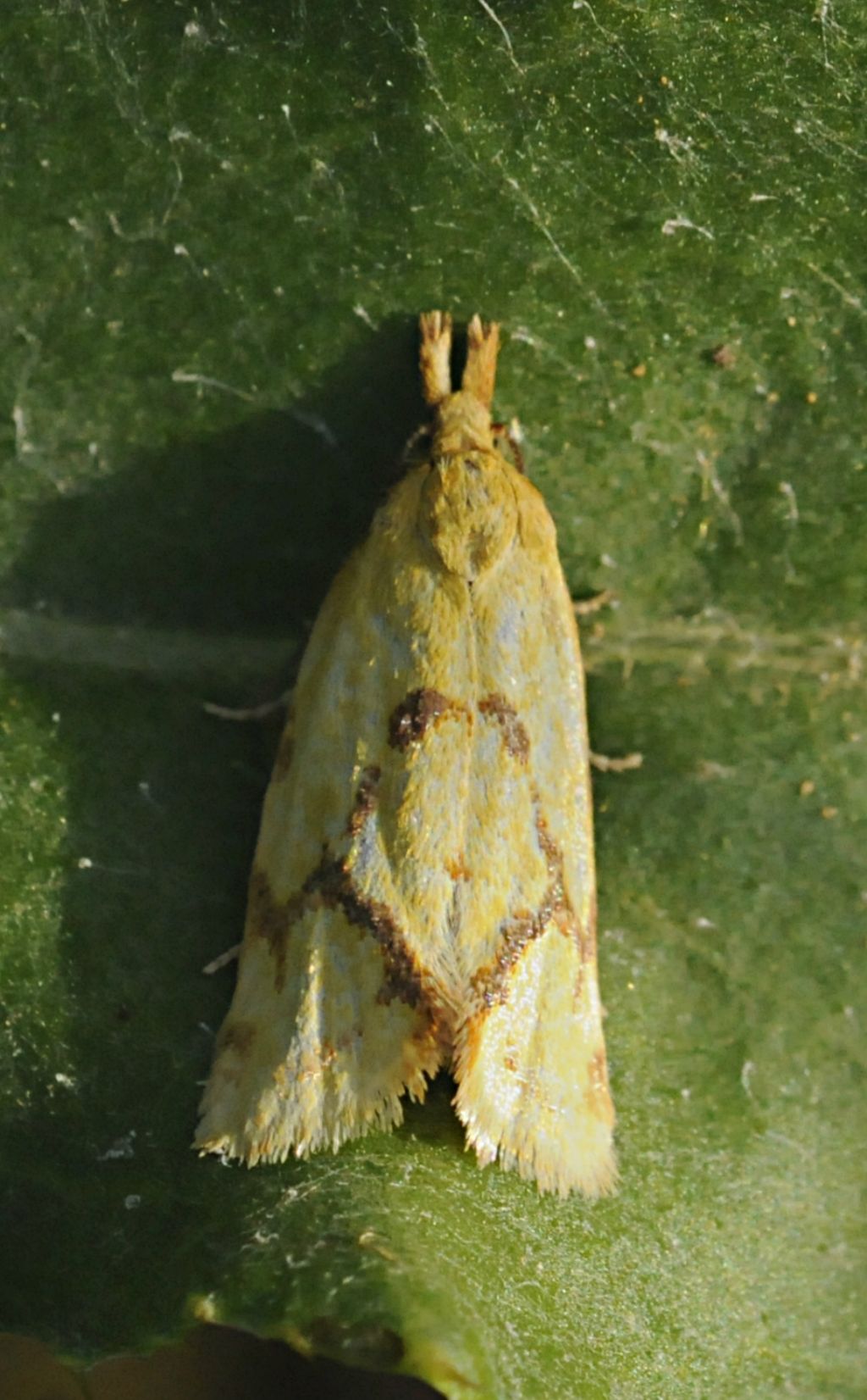 Lepidottero da identificare