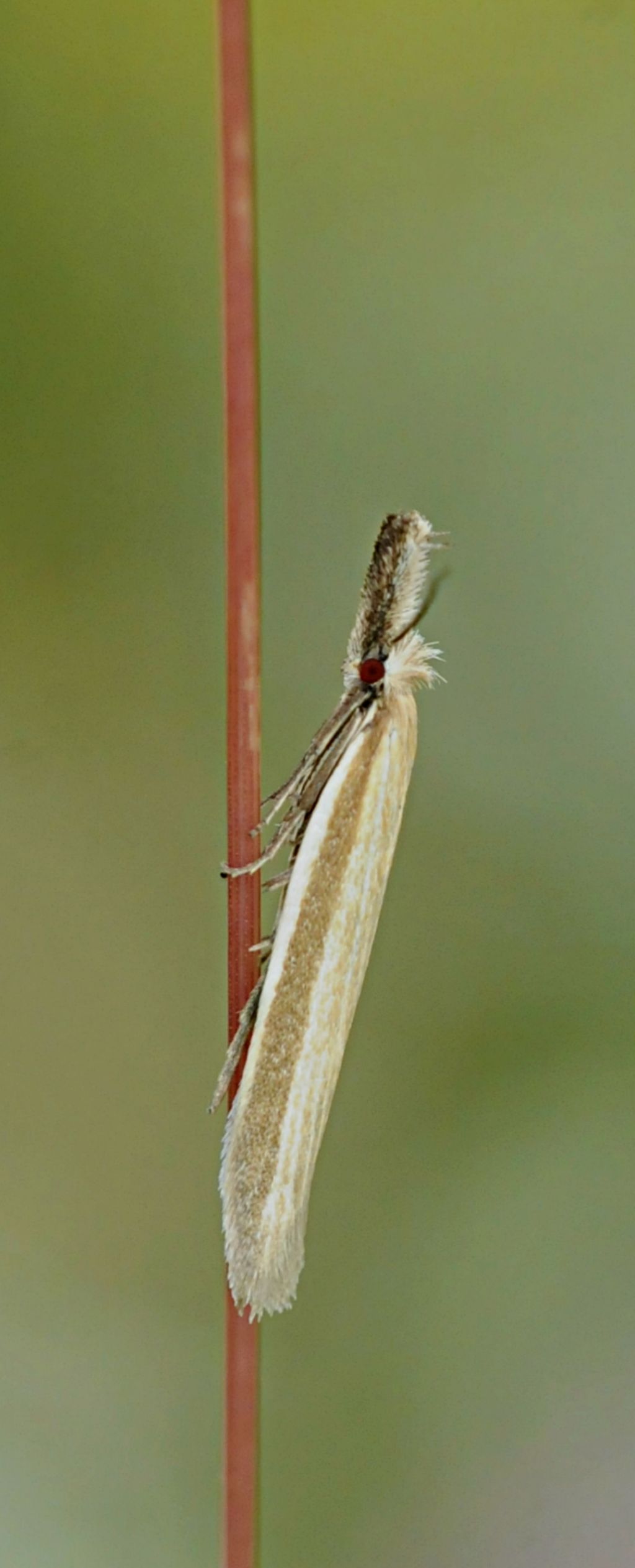 Farfallina da determinare