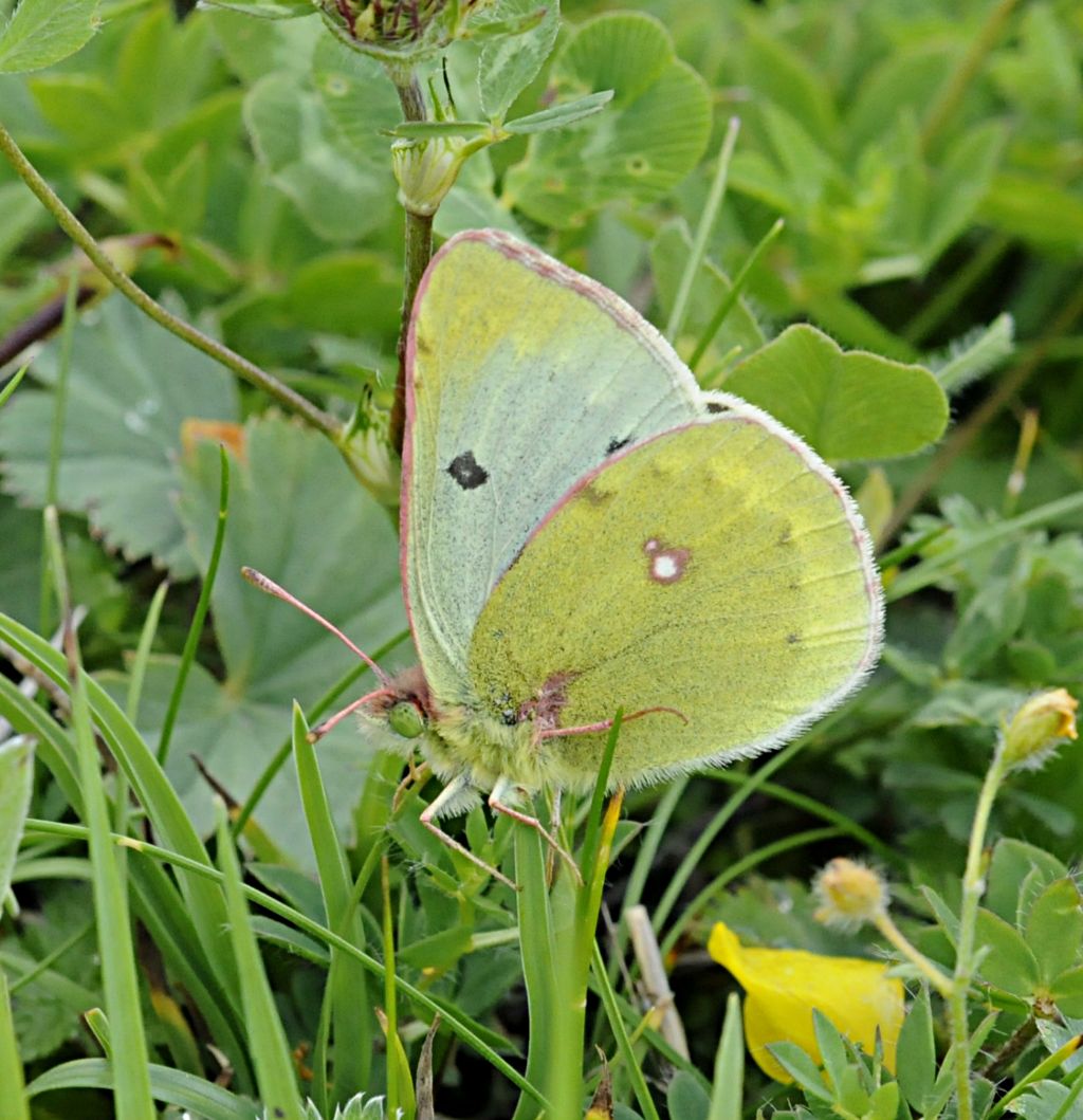 Colias phicomone?