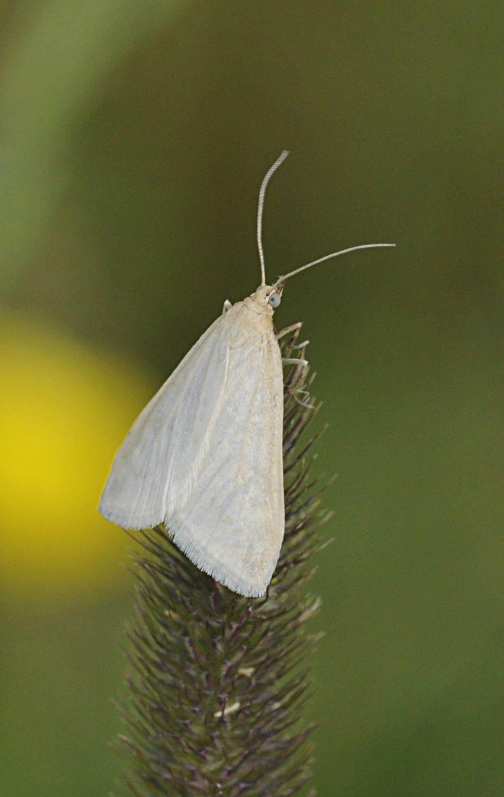 Piccolo lepidottero da identificare