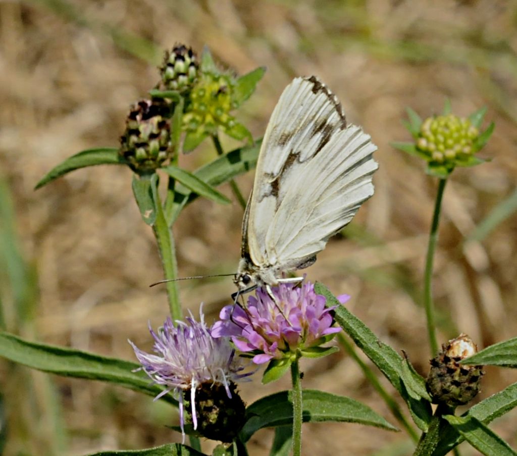 Melanargia? Quale?