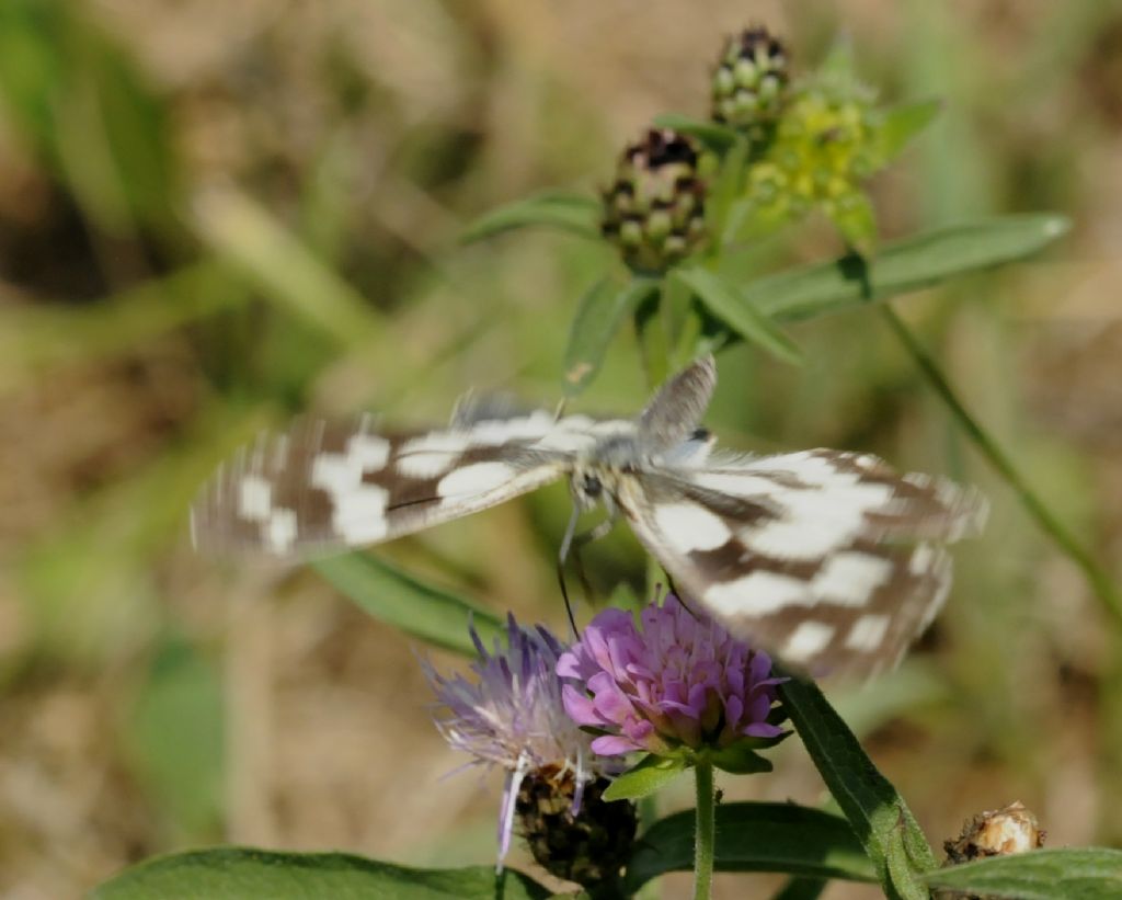 Melanargia? Quale?