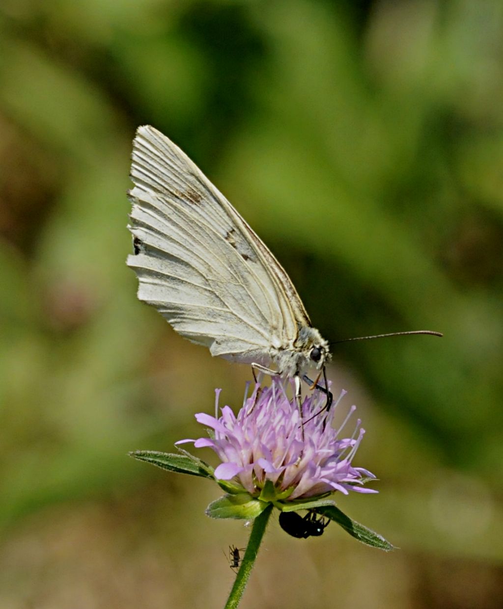 Melanargia? Quale?