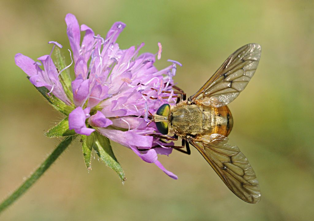 Pangonius cfr. mauritanicus (Tabanidae), femmina