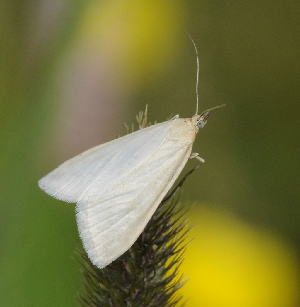 Piccolo lepidottero da identificare