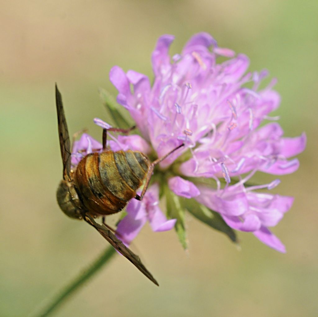 Pangonius cfr. mauritanicus (Tabanidae), femmina