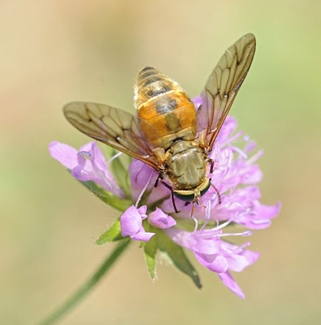 Pangonius cfr. mauritanicus (Tabanidae), femmina