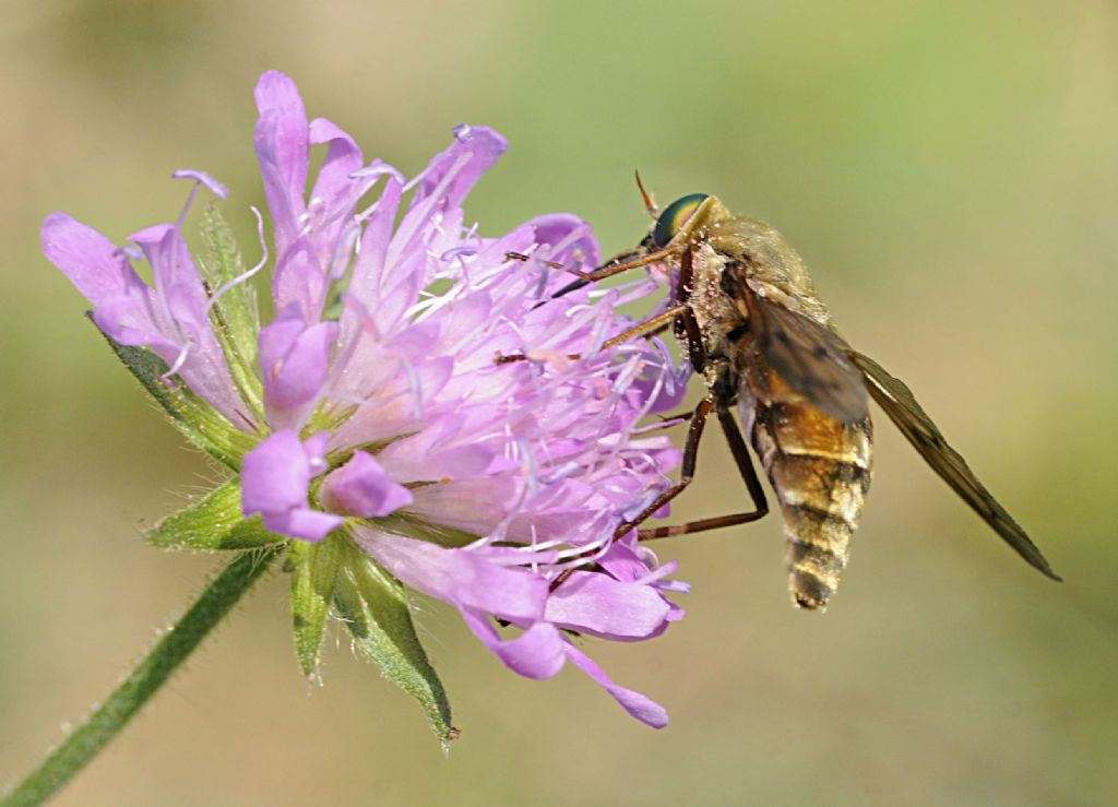 Pangonius cfr. mauritanicus (Tabanidae), femmina