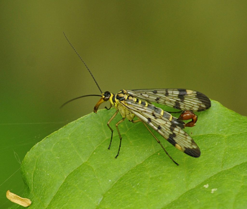 Quale Panorpa? Panorpa gr. communis